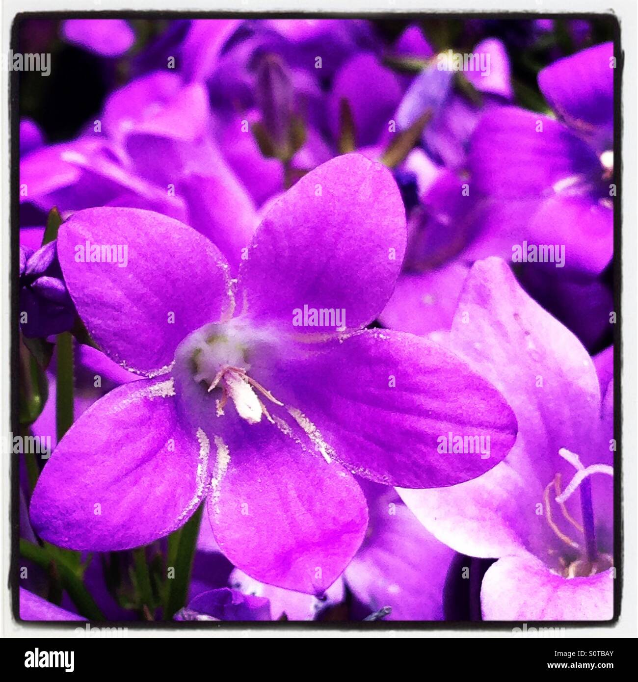 Purple flower petals hi-res stock photography and images - Alamy