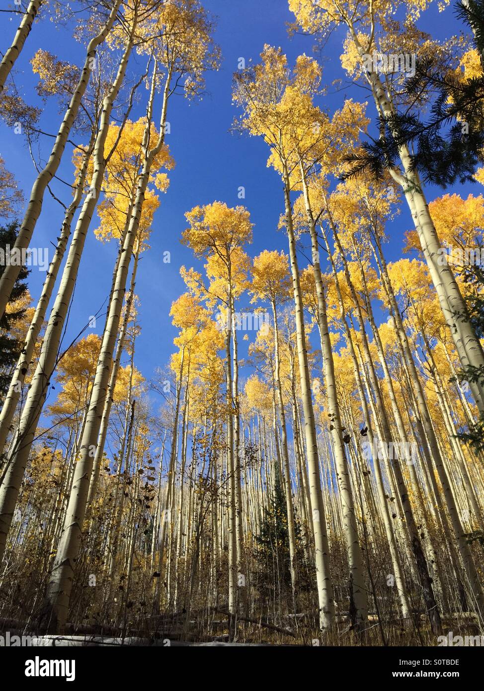 Aspen trees in full fall colors teach towards the sky in Santa Fe, NM. Stock Photo