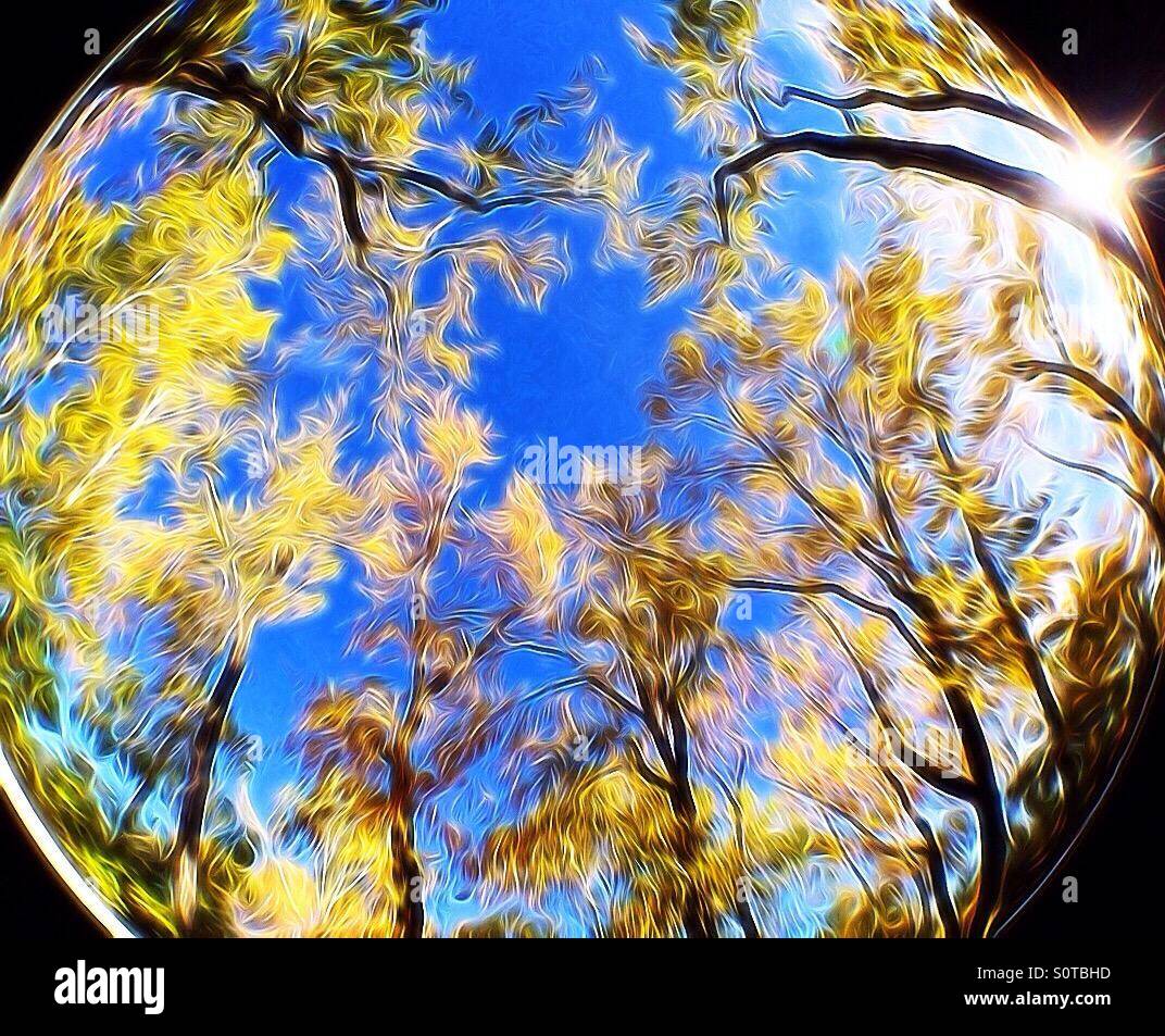 Autumn trees in Calgary, Alberta, Canada, with filter. Taken using the Photojojo iPhone fisheye lens, with added filter effect. Stock Photo