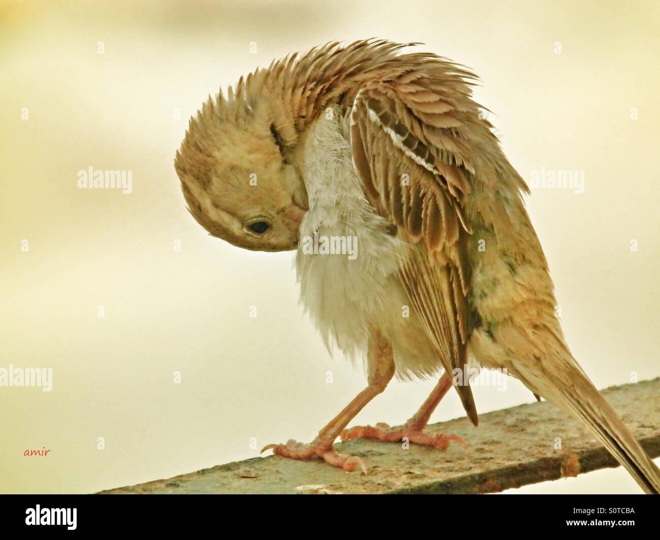 Bird Scratching High Resolution Stock Photography and Images Alamy