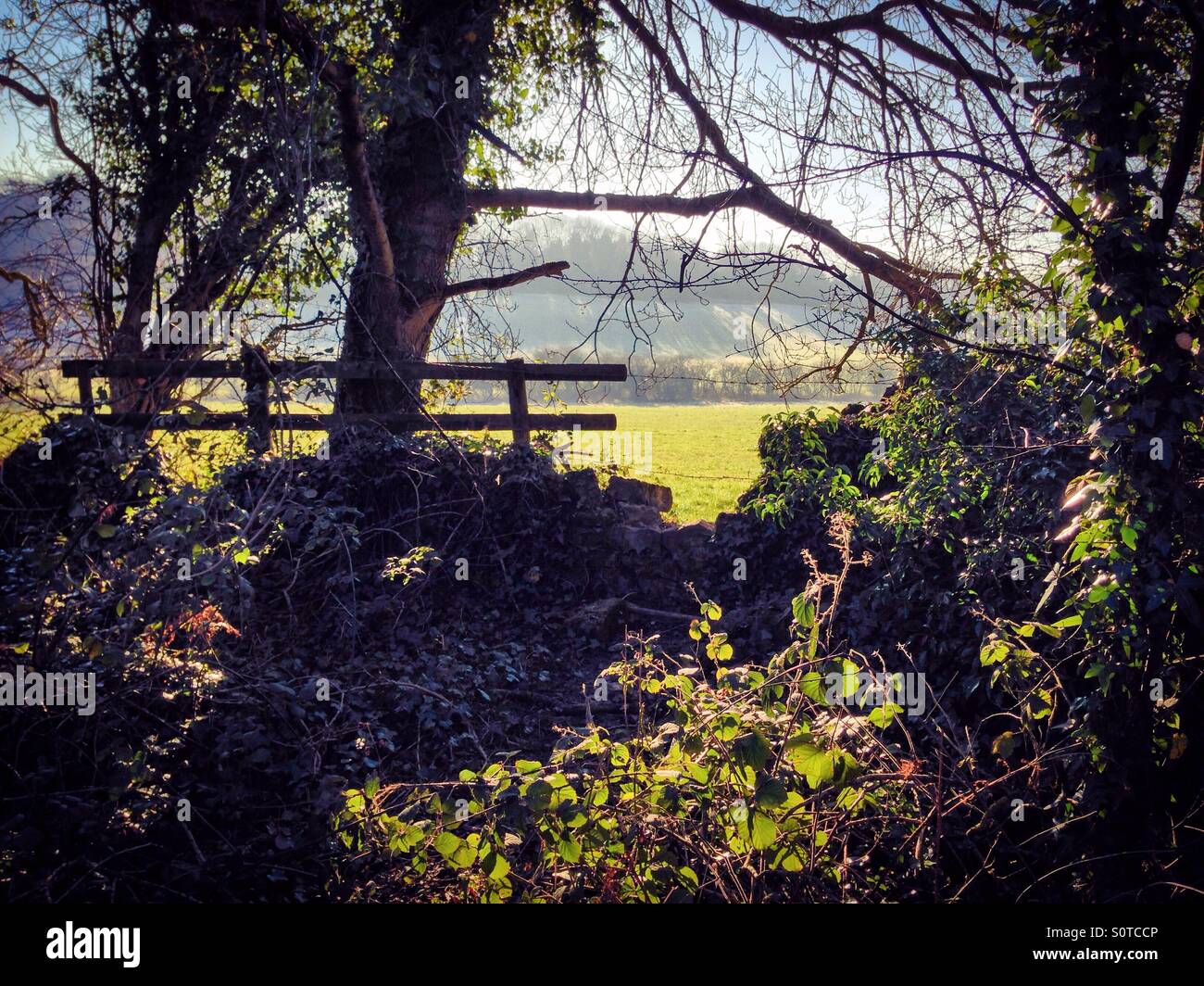 Woodland and field view on crisp winter day - Smartphone Captured Stock Image