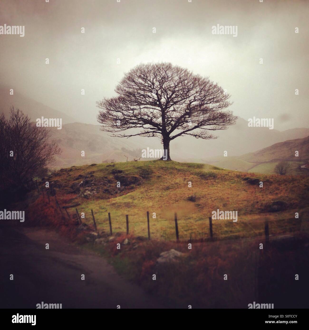 Lone tree on mound in Lake District - Smartphone Captured Stock Image