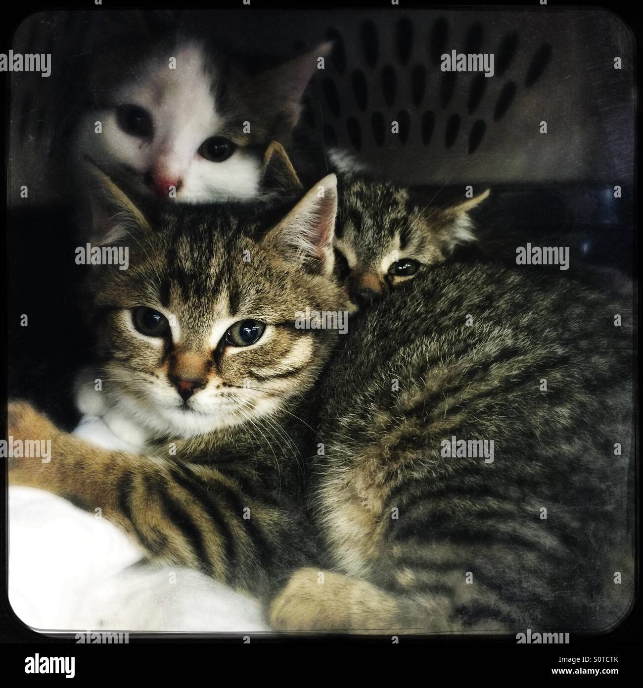 Three little kittens - Smartphone Captured Stock Image