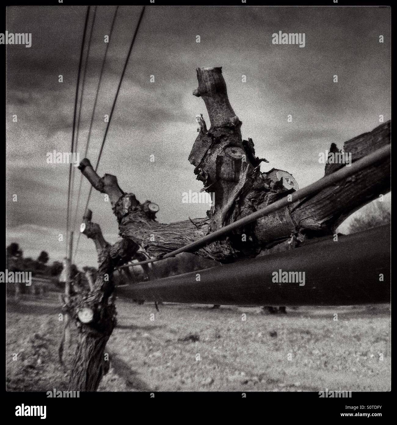 Freshly pruned Syrah grapevines in a Spanish vineyard, Catalonia, Spain. - Smartphone Captured Stock Image