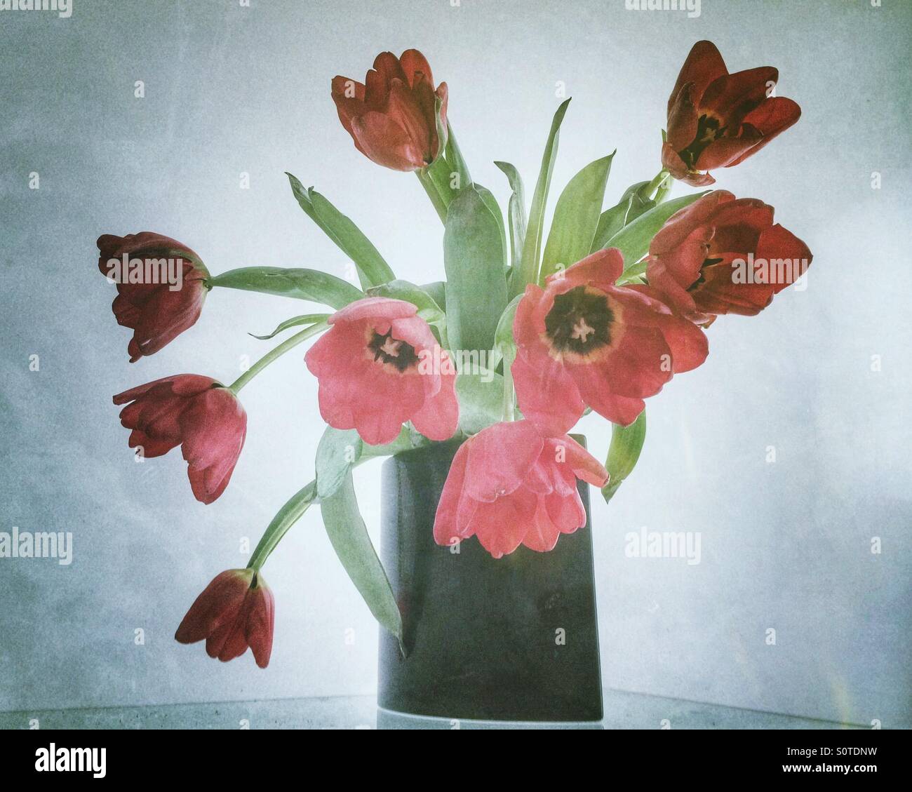 Red tulips in a black vase. - Smartphone Captured Stock Image