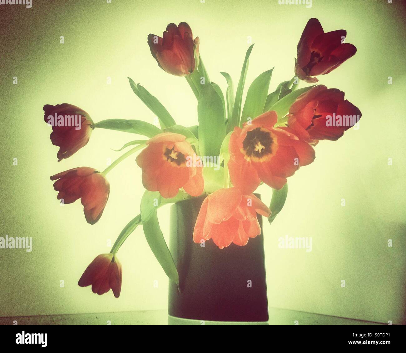 Red tulips in a black vase. - Smartphone Captured Stock Image