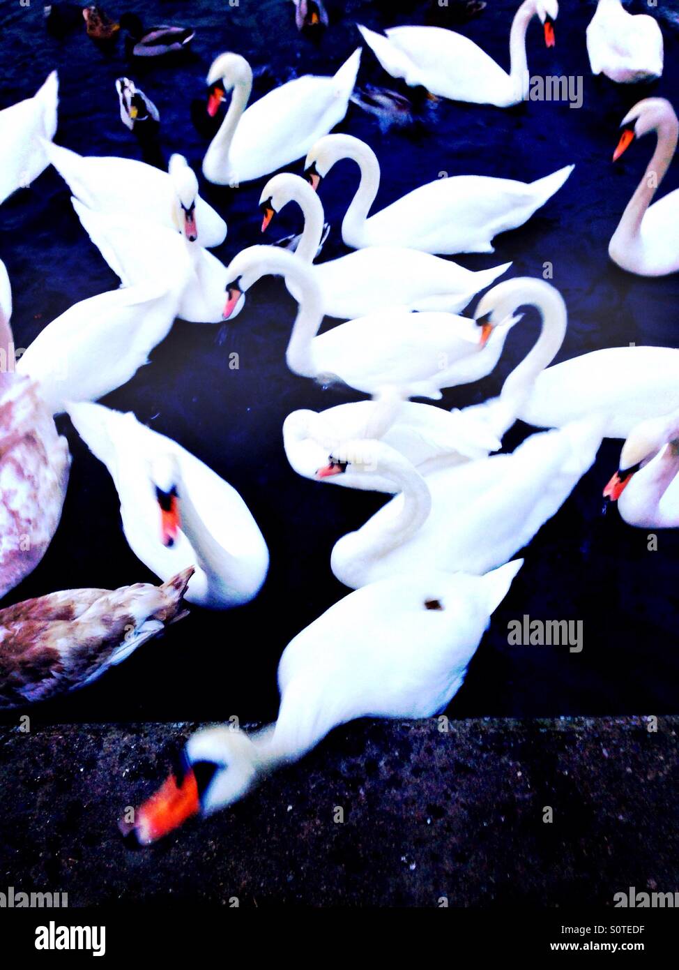 Swans at the canal - Smartphone Captured Stock Image