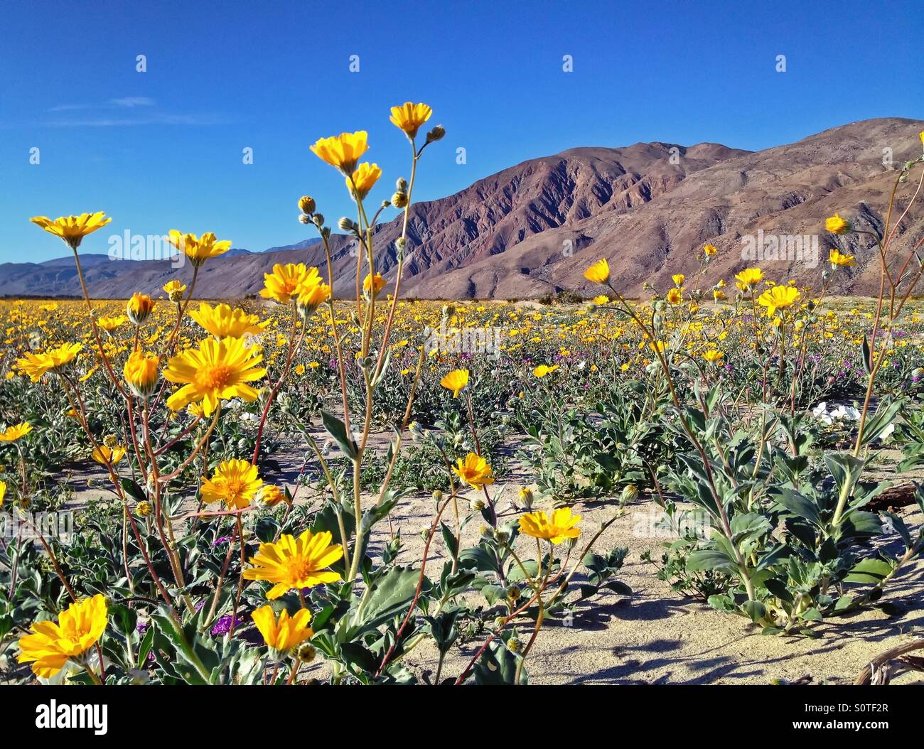 Bloom of Wildflowers in Anza Borrego Desert, California, USA Stock Photo Alamy