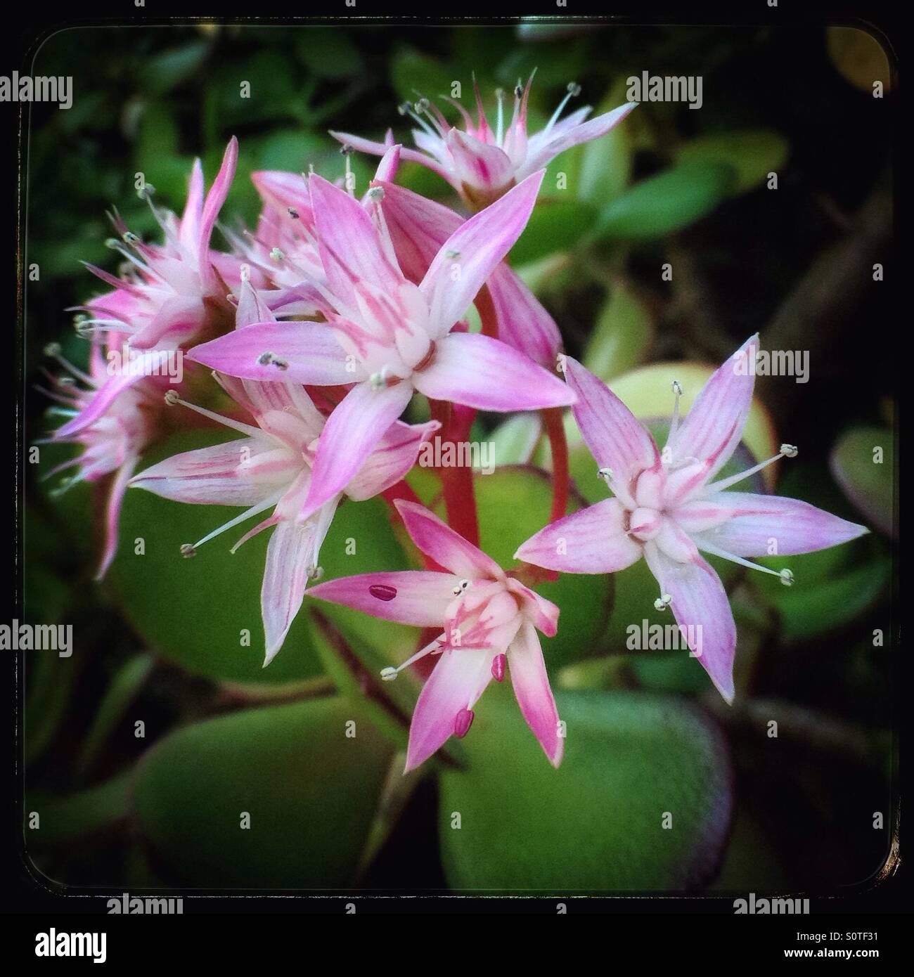 Money Plant High Resolution Stock Photography and Images Alamy