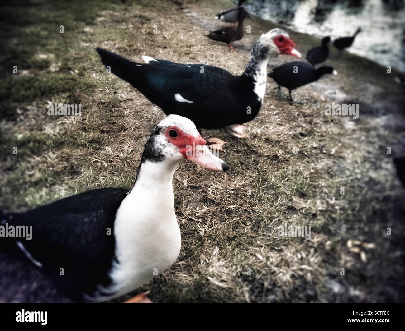 Muscovy ducks and coots near lake - Smartphone Captured Stock Image