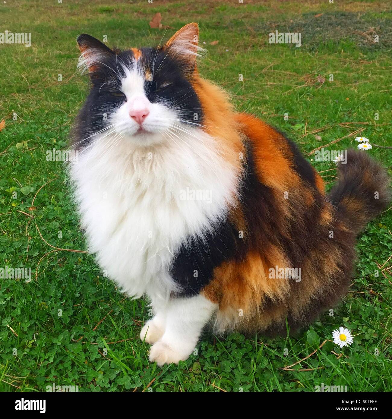 Cat with long fur - Smartphone Captured Stock Image