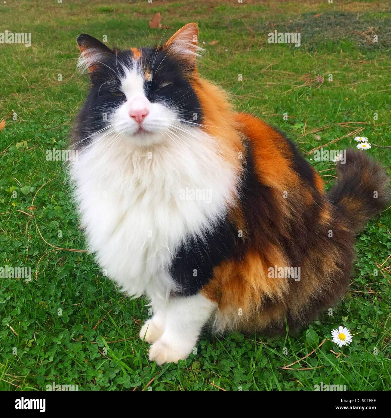 Cat with long fur Stock Photo