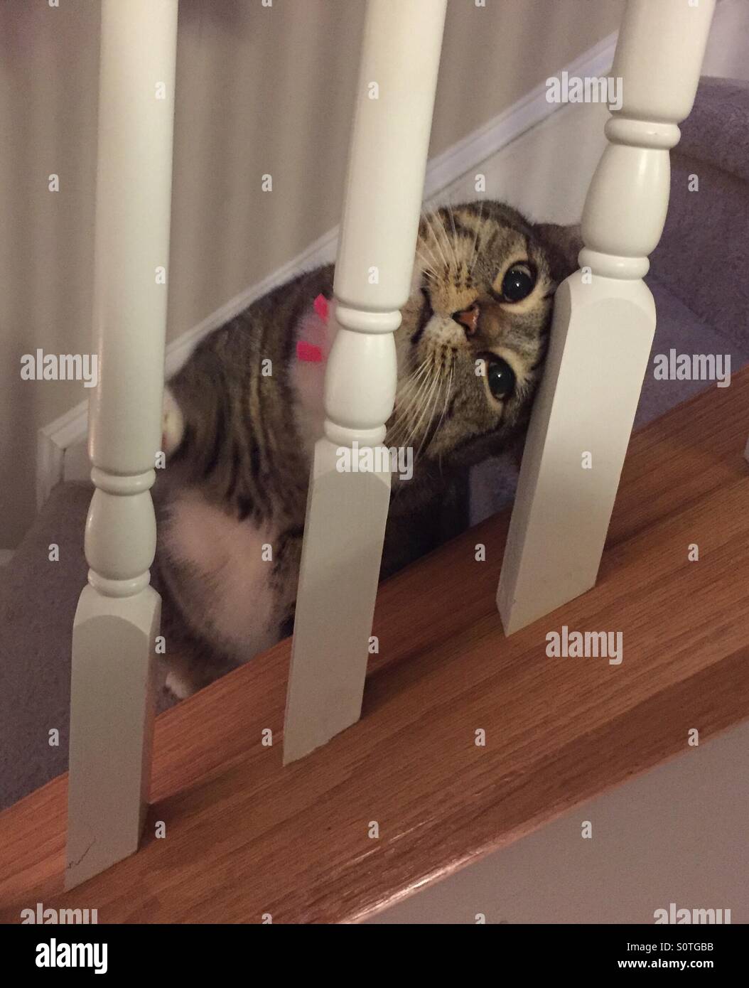 Cat with head in staircase Stock Photo Alamy