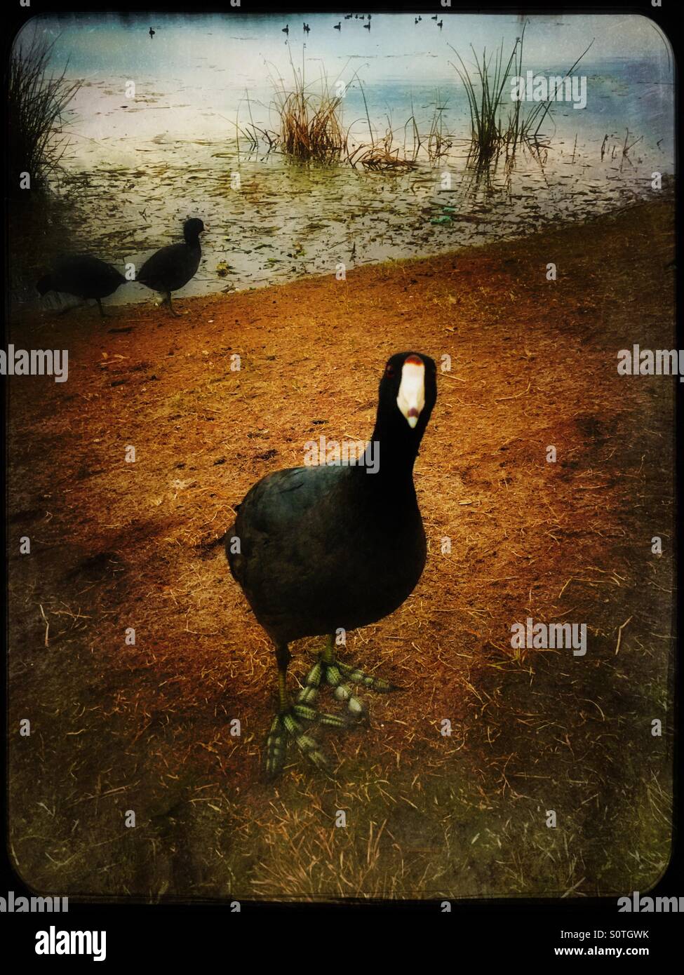 Coot standing by lake - Smartphone Captured Stock Image