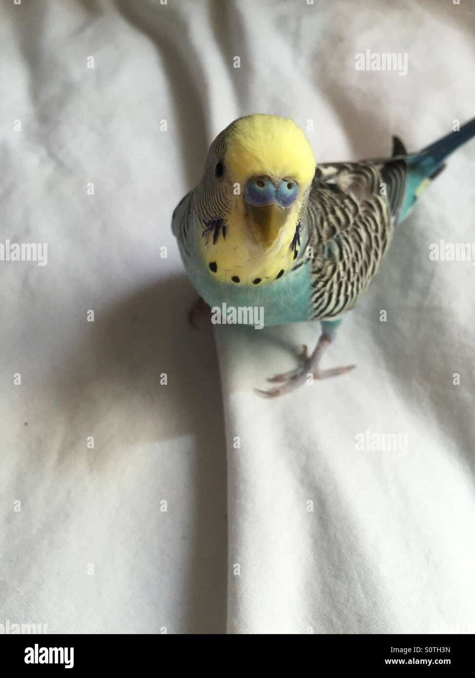 Bird on a bed Stock Photo Alamy