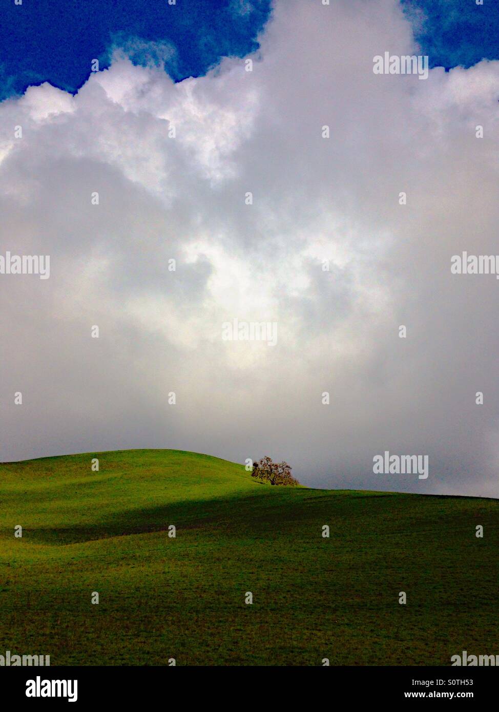 Single oak tree on rolling, green hills with puffy clouds overhead - Smartphone Captured Stock Image