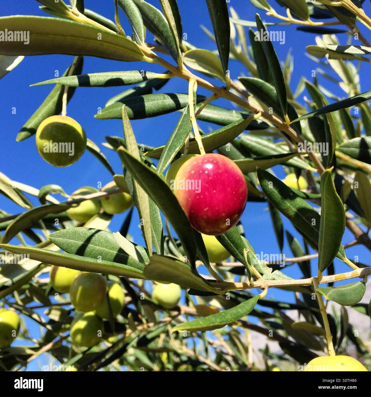 Colorful olive fruit on olive tree at plantation Stock Photo Alamy