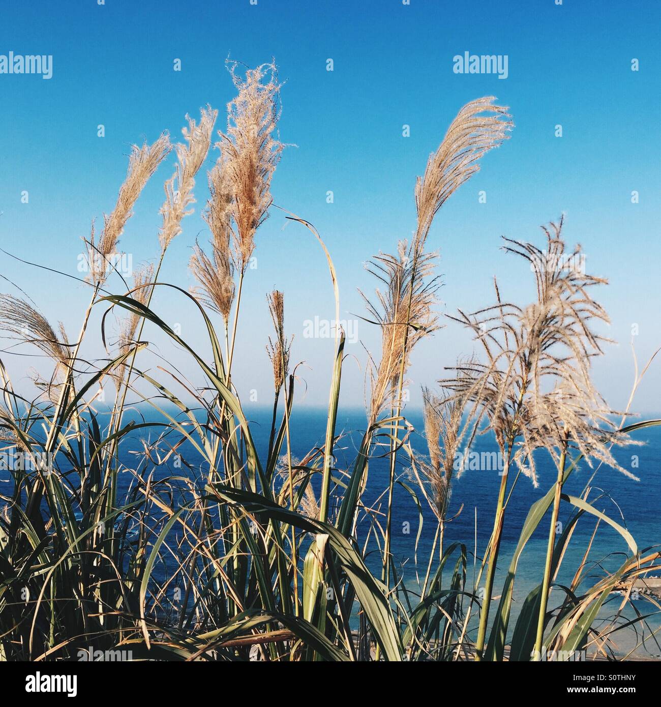 Cogon grass, or scientifically known as Imperata cylindrica, is a well