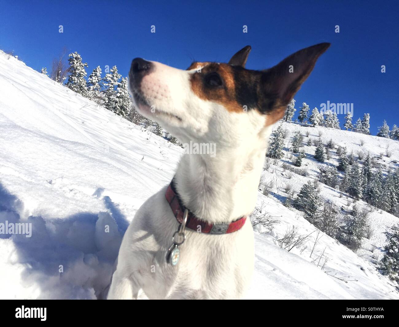 Low angle view of a Jack Russell Terrier dog in the snow on a bright winter day with snow covered trees in the distance and bright blue sky above - Smartphone Captured Stock Image