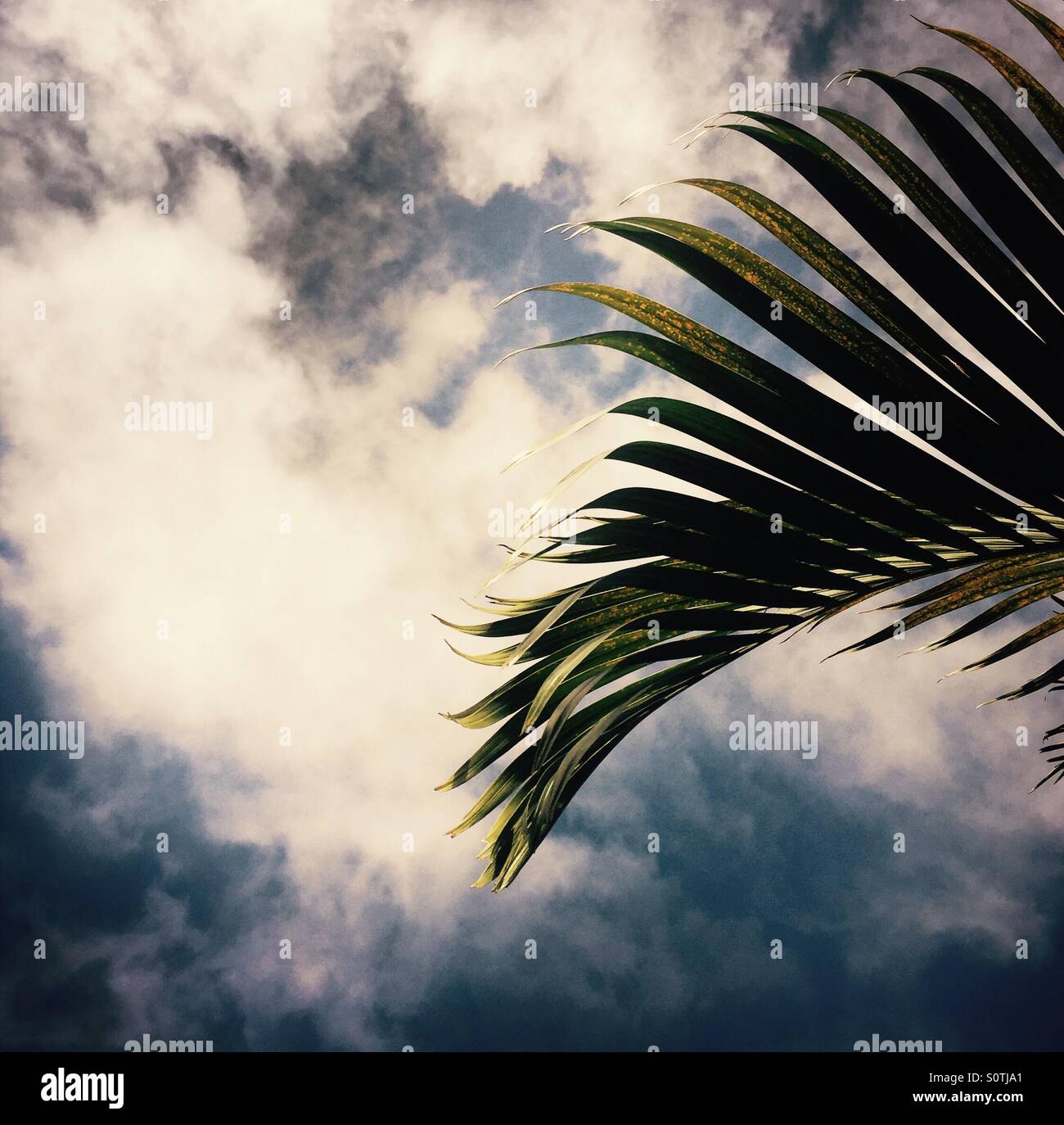 A palm tree leaf and clouds. Princeville Kauai Hawaii USA. - Smartphone Captured Stock Image