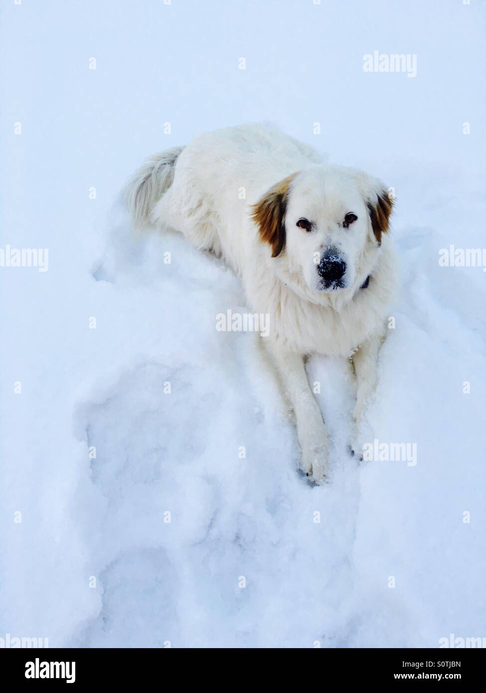 Heeler hotsell pyrenees mix