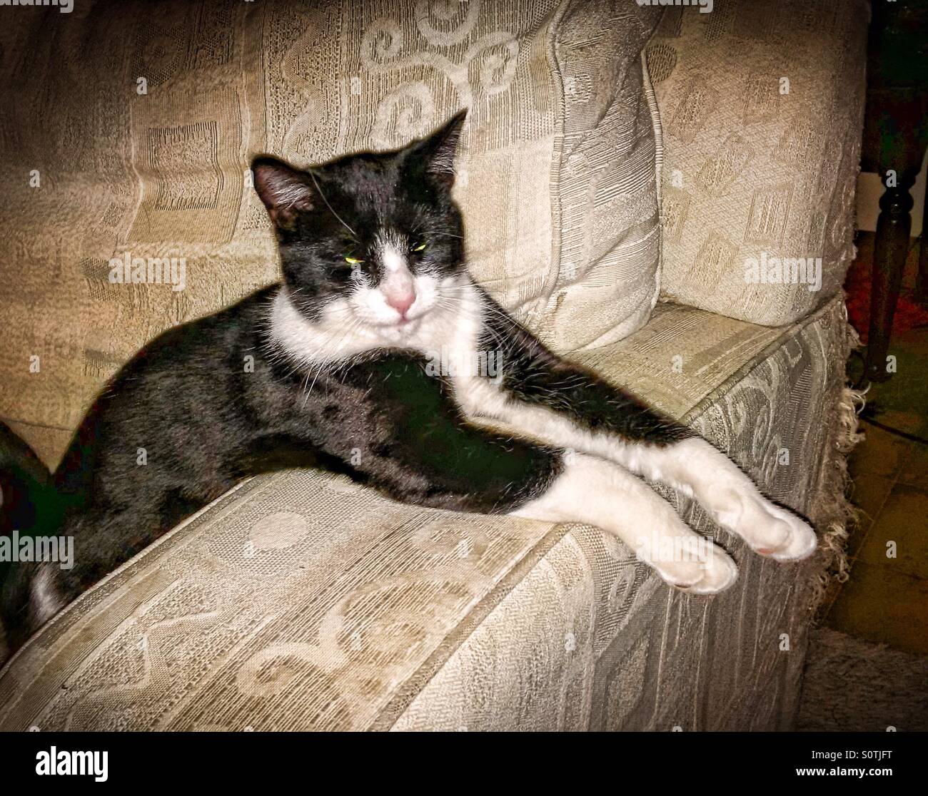 Cat relaxes with paws out with clawed couch shredded by claw sharpening Stock Photo Alamy