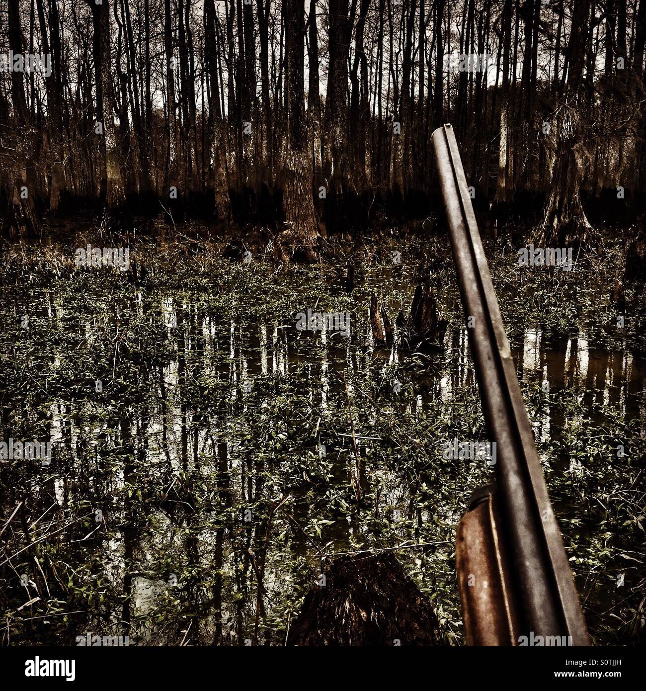 Swamp hunting Stock Photo