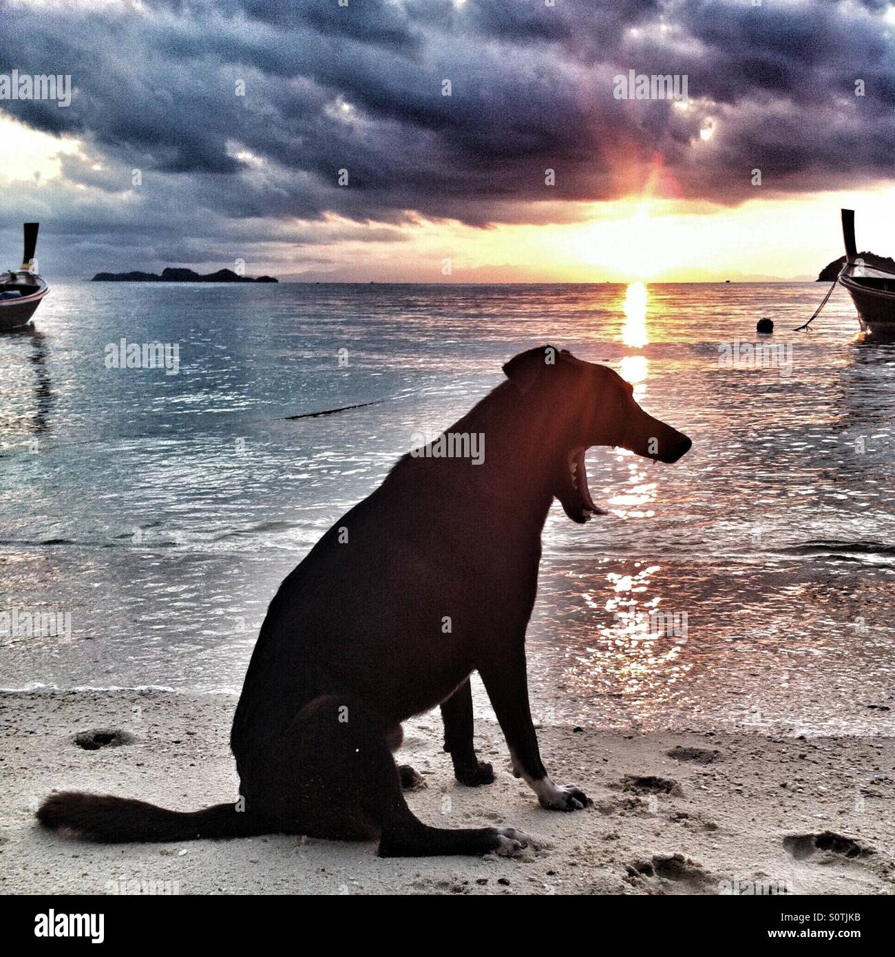 Silhouette sleepy dog at the beach Stock Photo