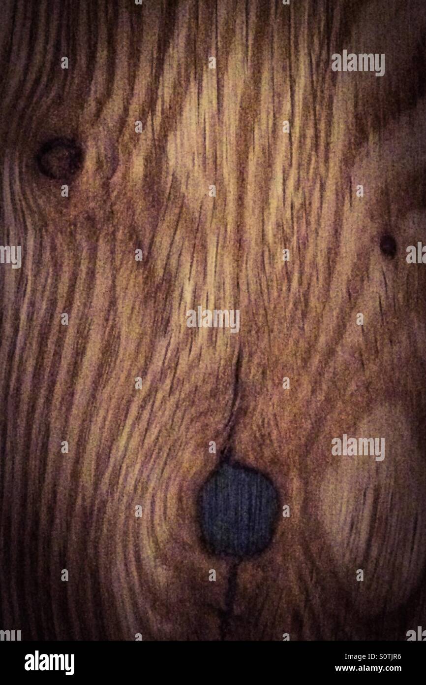 Bear in the wood - Smartphone Captured Stock Image