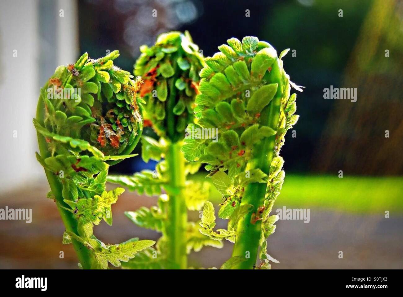 ..'carnival'..?! - Smartphone Captured Stock Image