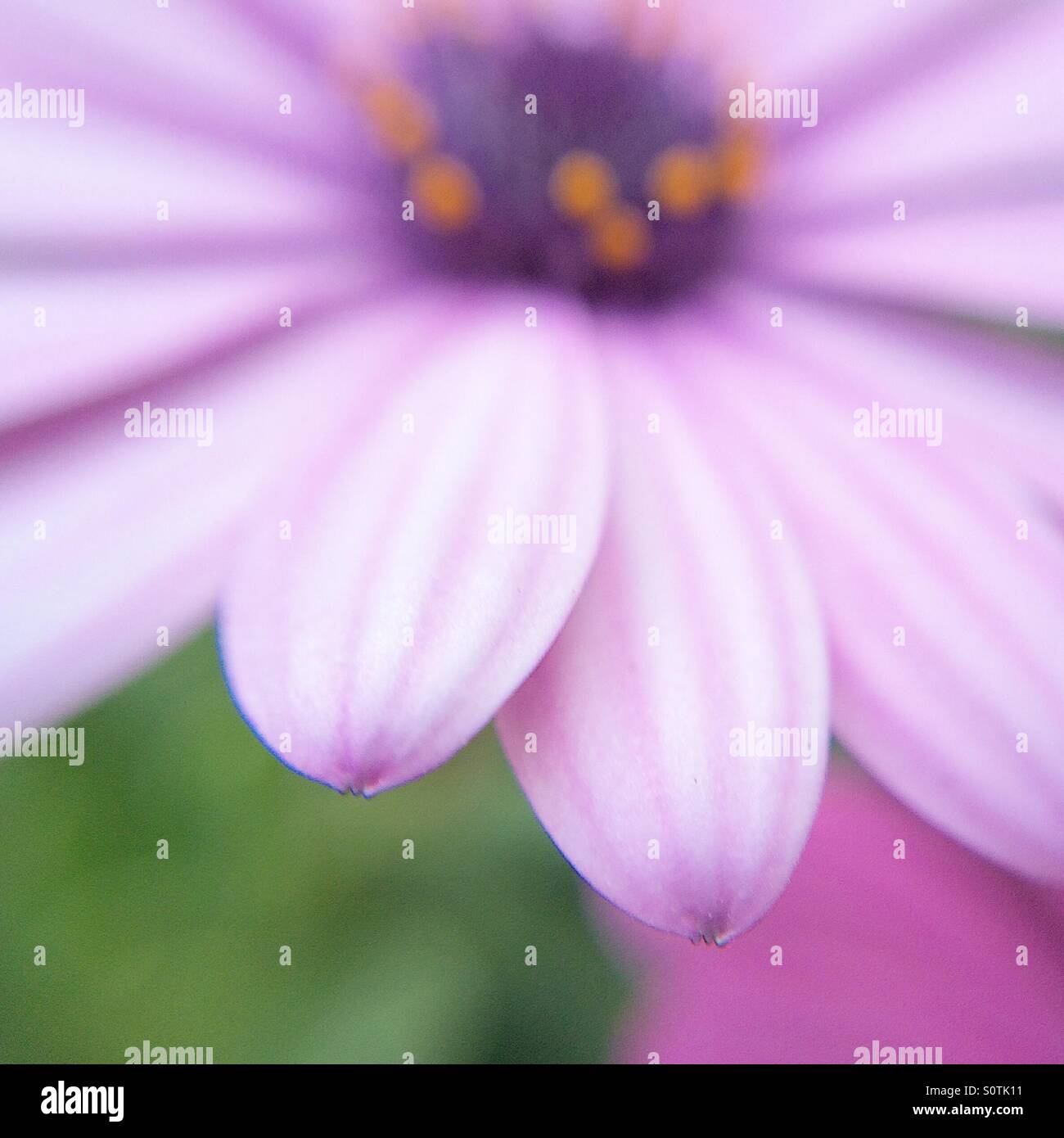 Macro of the petals of a purple Osteospermum fructicosum flower Stock Photo