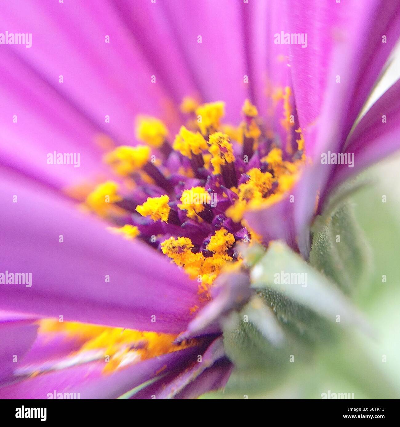 Details of an Osteospermum fructicosum purple flower covered with pollen Stock Photo
