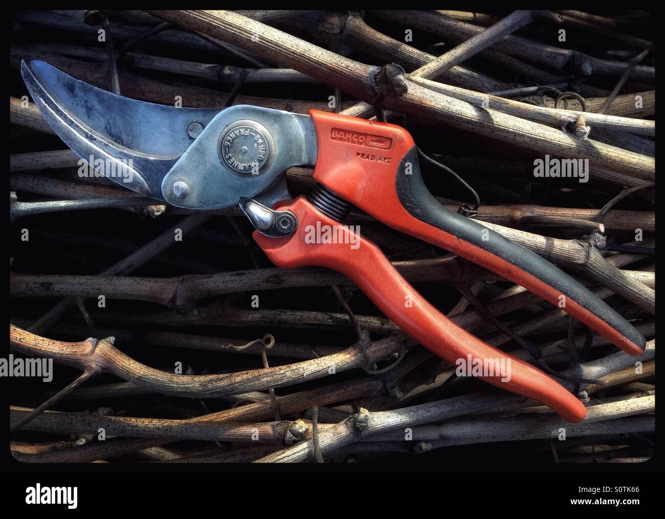 Secateurs used during the seasonal pruning of grapevines, Catalonia, Spain. - Smartphone Captured Stock Image
