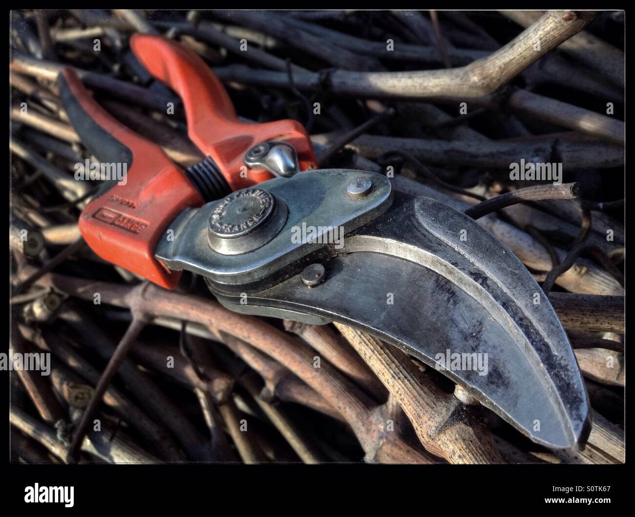 Secateurs used during the seasonal pruning of grapevines, Catalonia, Spain. - Smartphone Captured Stock Image