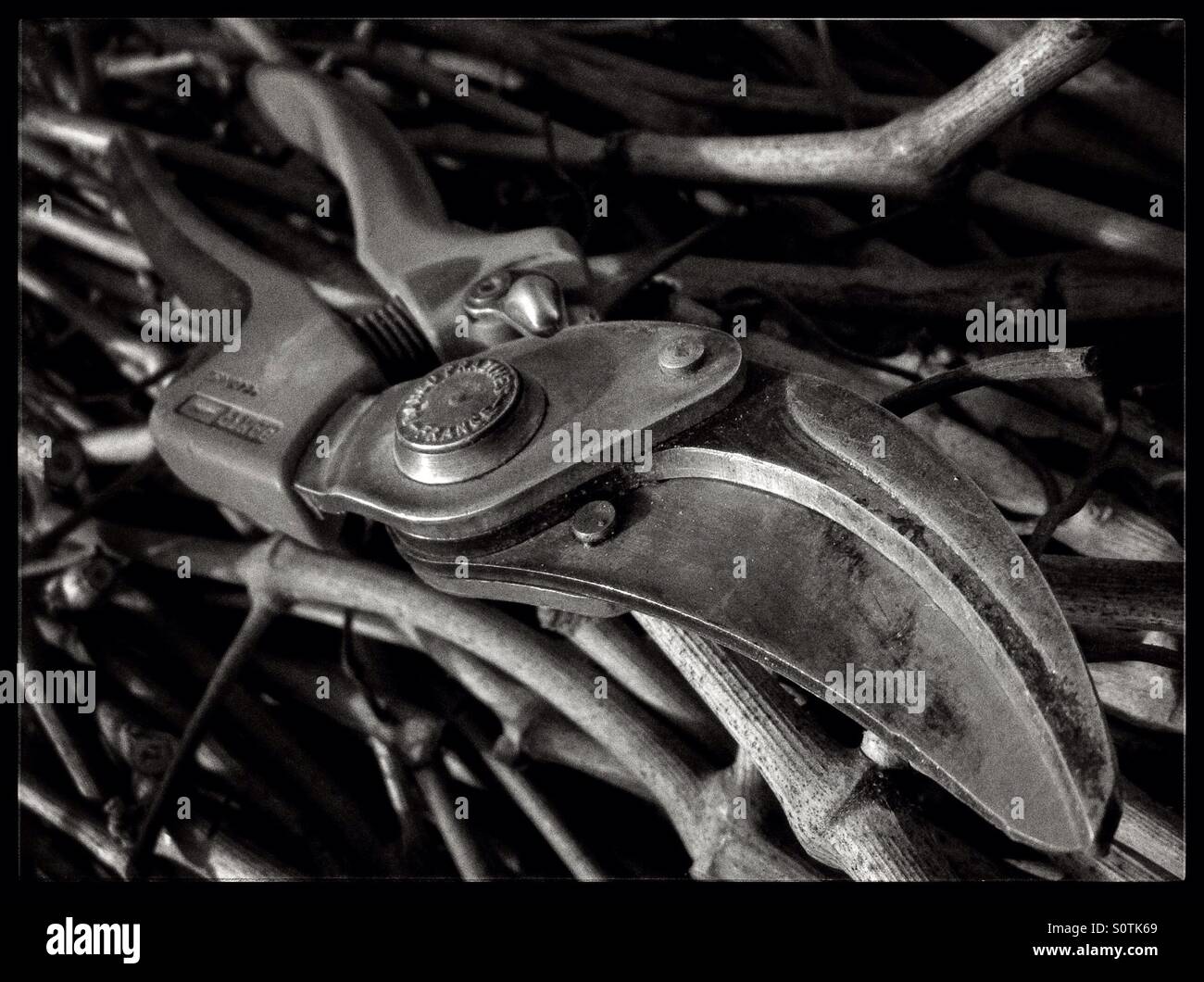 Secateurs used during the seasonal pruning of grapevines, Catalonia, Spain. - Smartphone Captured Stock Image