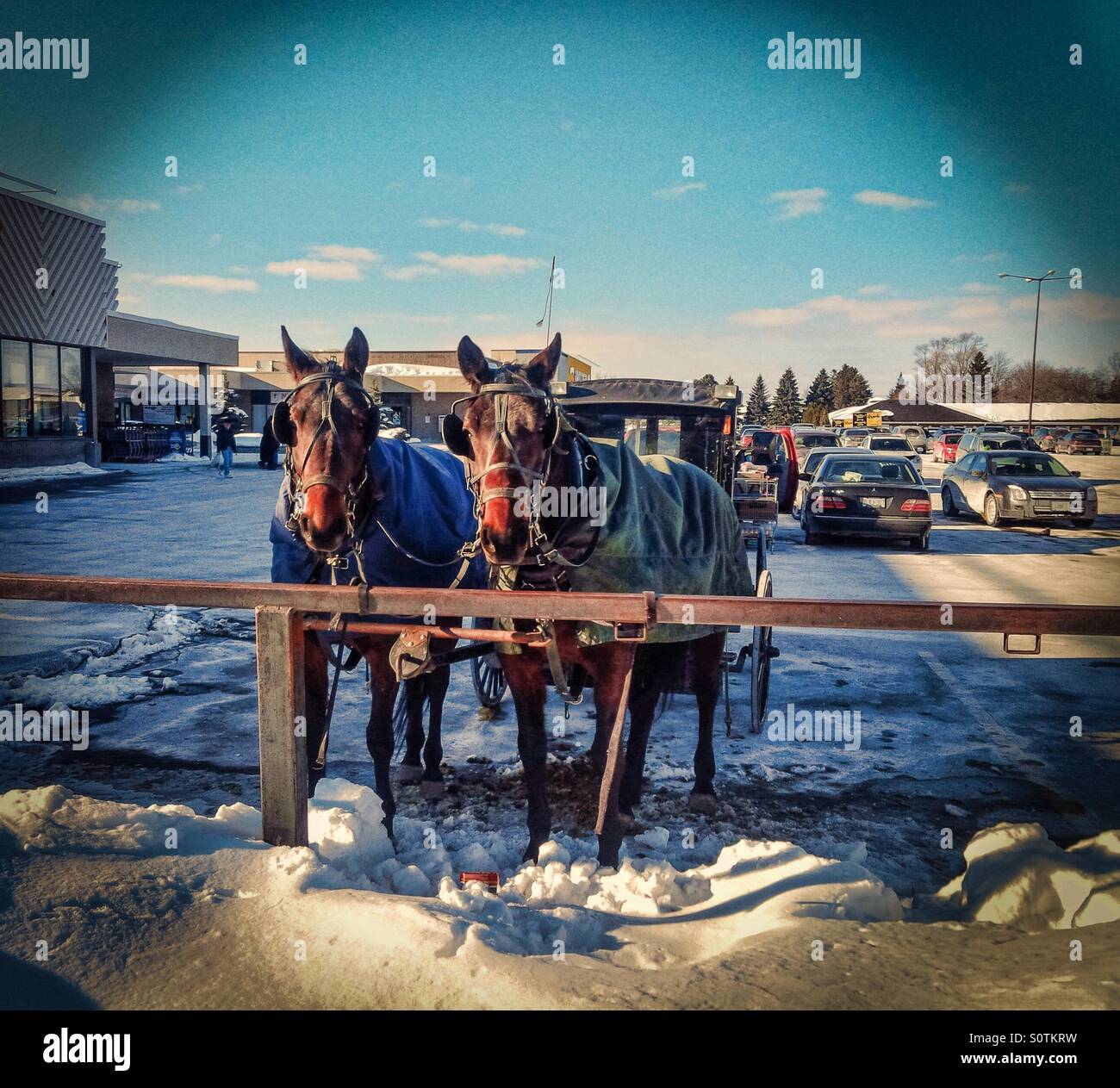 Two Mennonite horses tied to hitching post in mall parking lot Stock