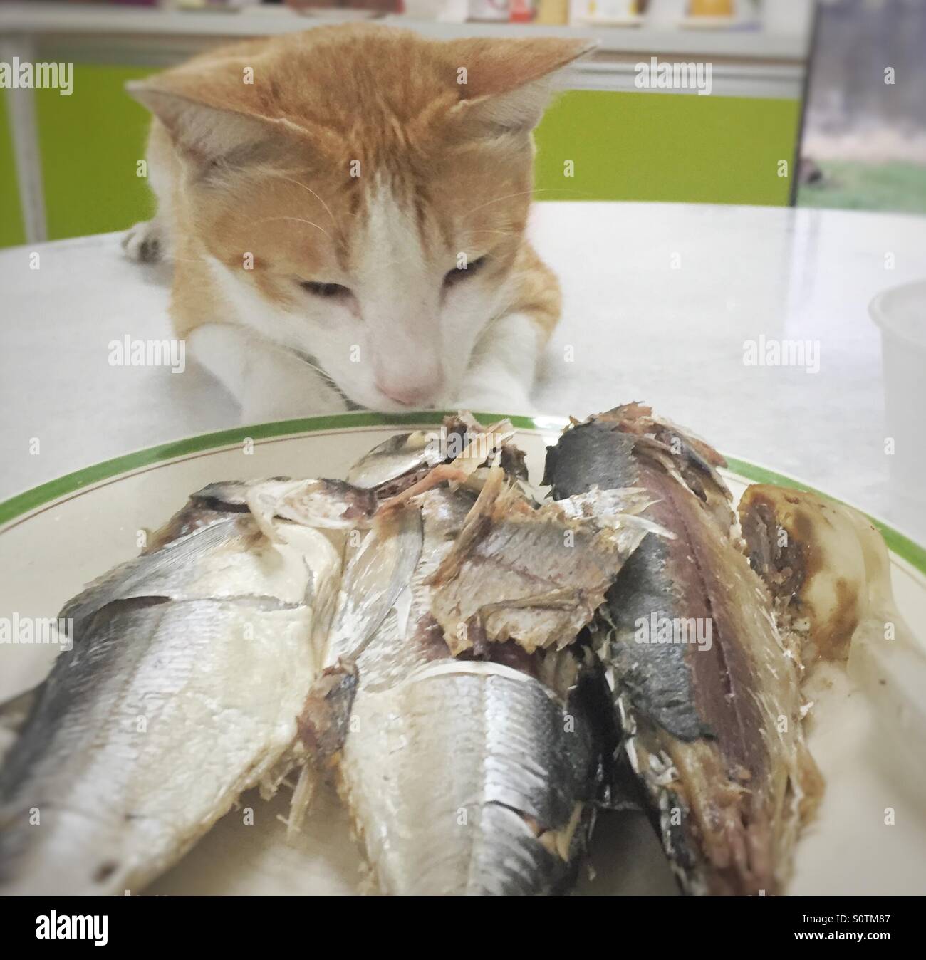 Cat and fish - Smartphone Captured Stock Image