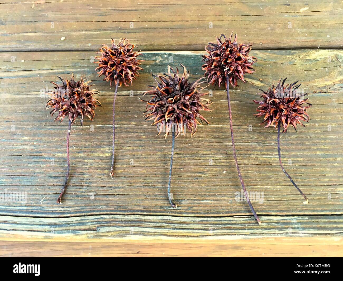 Sweet gum seed pods - Smartphone Captured Stock Image