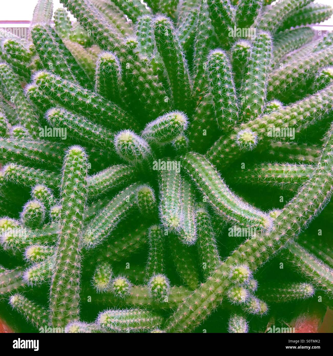 Close up of the Rat's Tail cactus an indoor houseplant Stock Photo