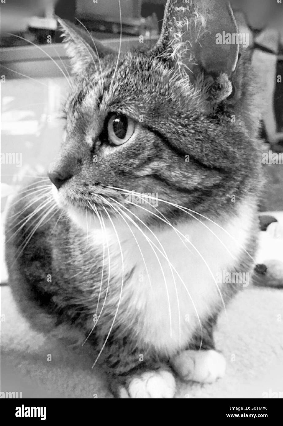 Profile of a beautiful female tabby cat in black and white Stock Photo