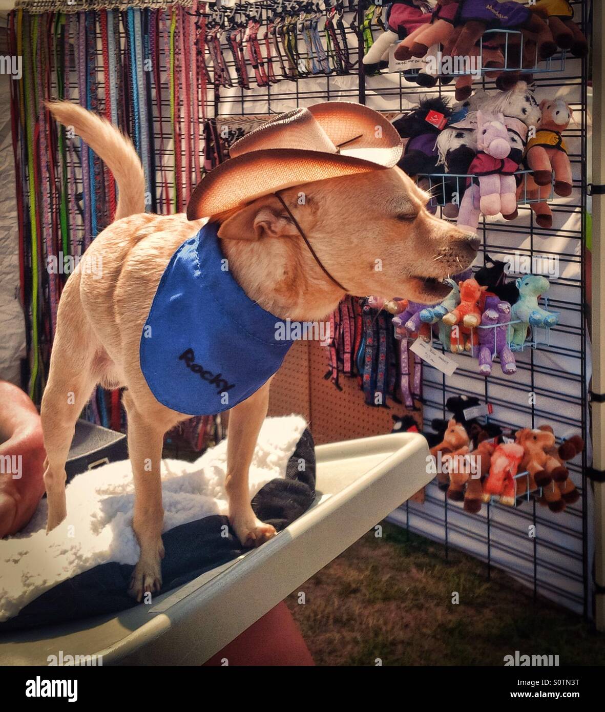 Chihuahua wearing cowboy hat Stock Photo - Alamy