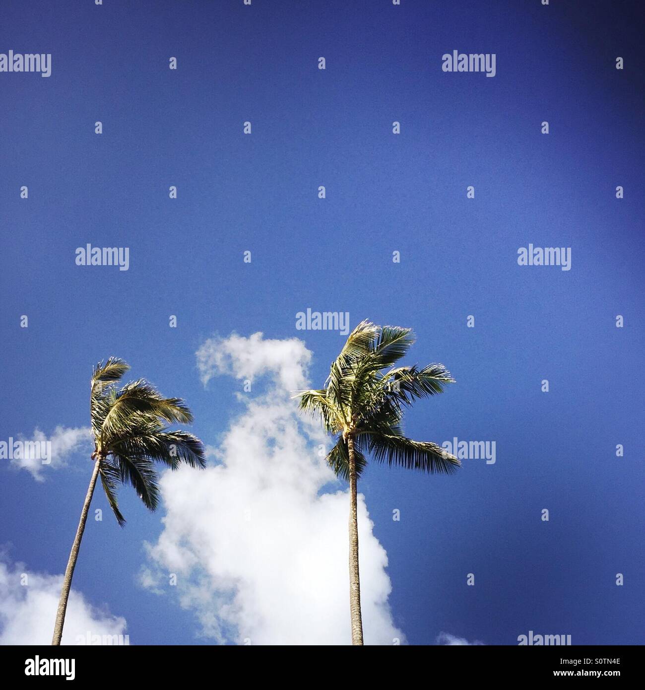 Coconut palm trees blowing in the wind.  Hanalei, Kauai, Hawaii USA. - Smartphone Captured Stock Image Coconut palm trees blowing in the wind.  Hanalei, Kauai, Hawaii USA. - Smartphone Captured Stock Image