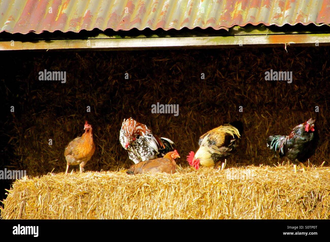 Chicken Hut Stock Photos & Chicken Hut Stock Images - Alamy