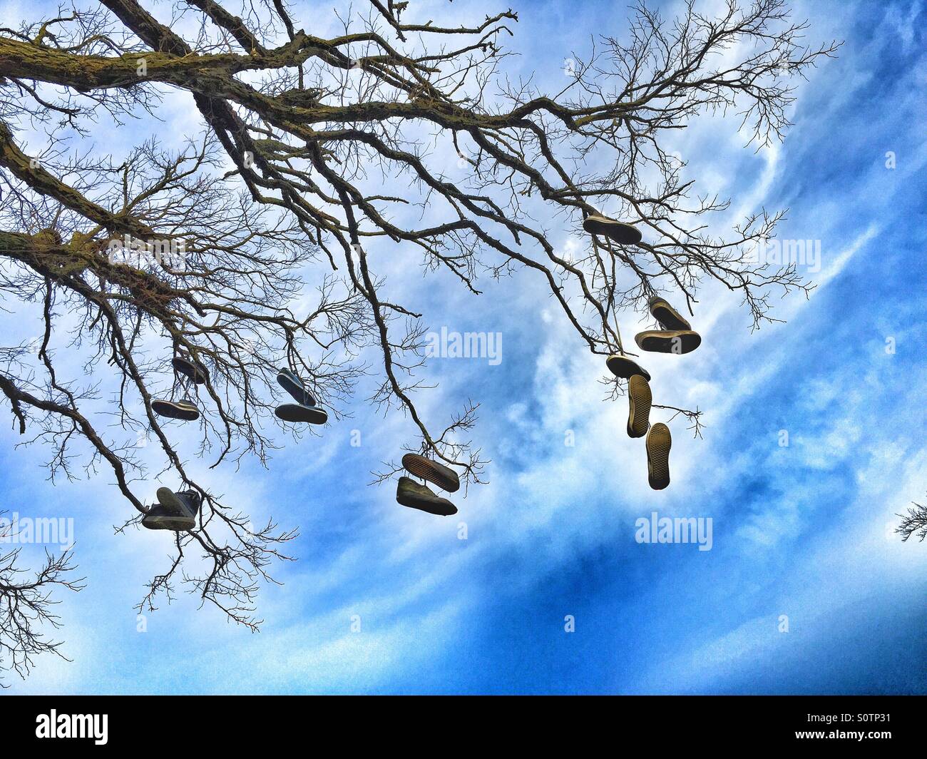 Pairs of Shoes hanging from tree branches. Maybe a practical joke