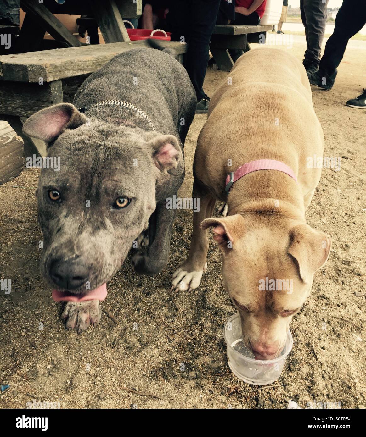Thirsty dogs Stock Photo