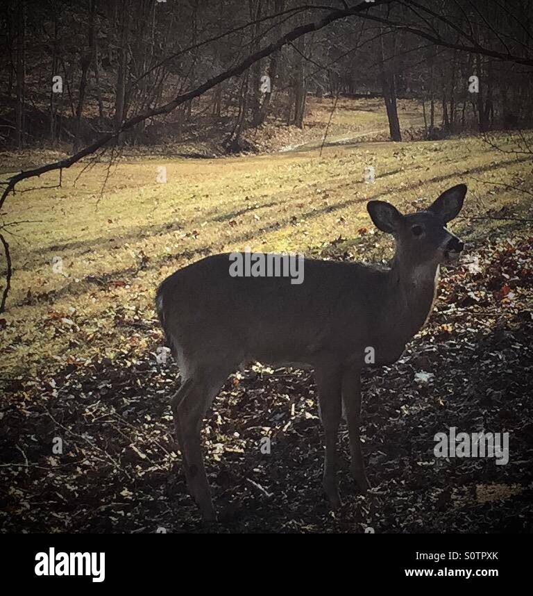Deer coming to feed Stock Photo Alamy