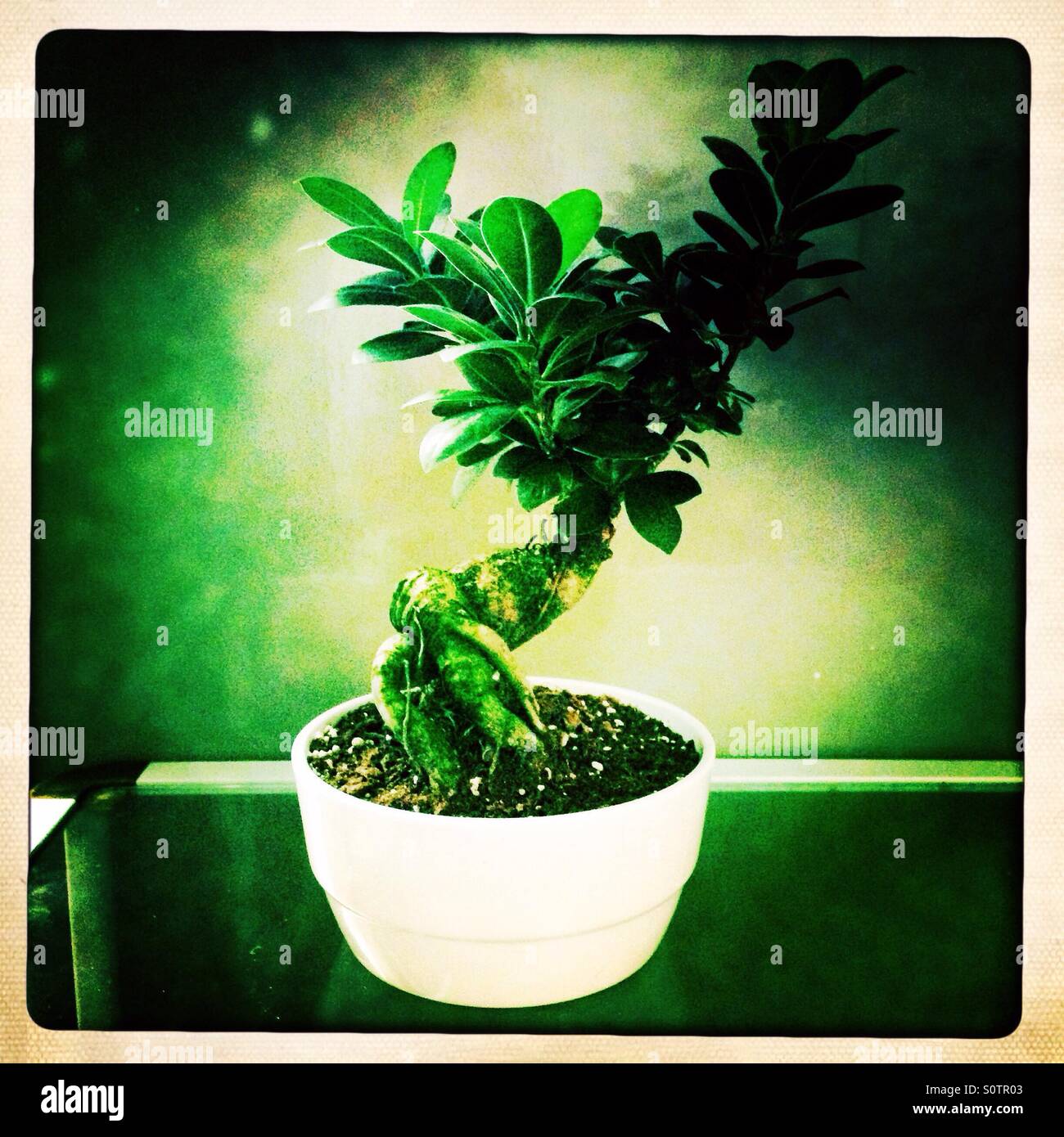 Ficus Ginseng Bonsai Stock Photo Alamy