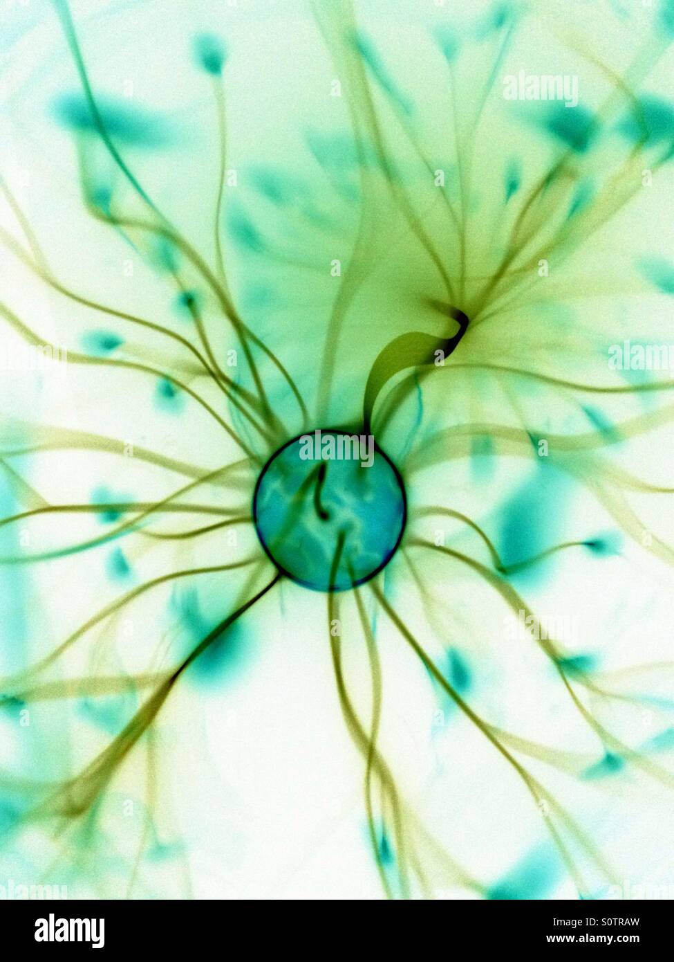 Plasma ball with colours inverted - Smartphone Captured Stock Image