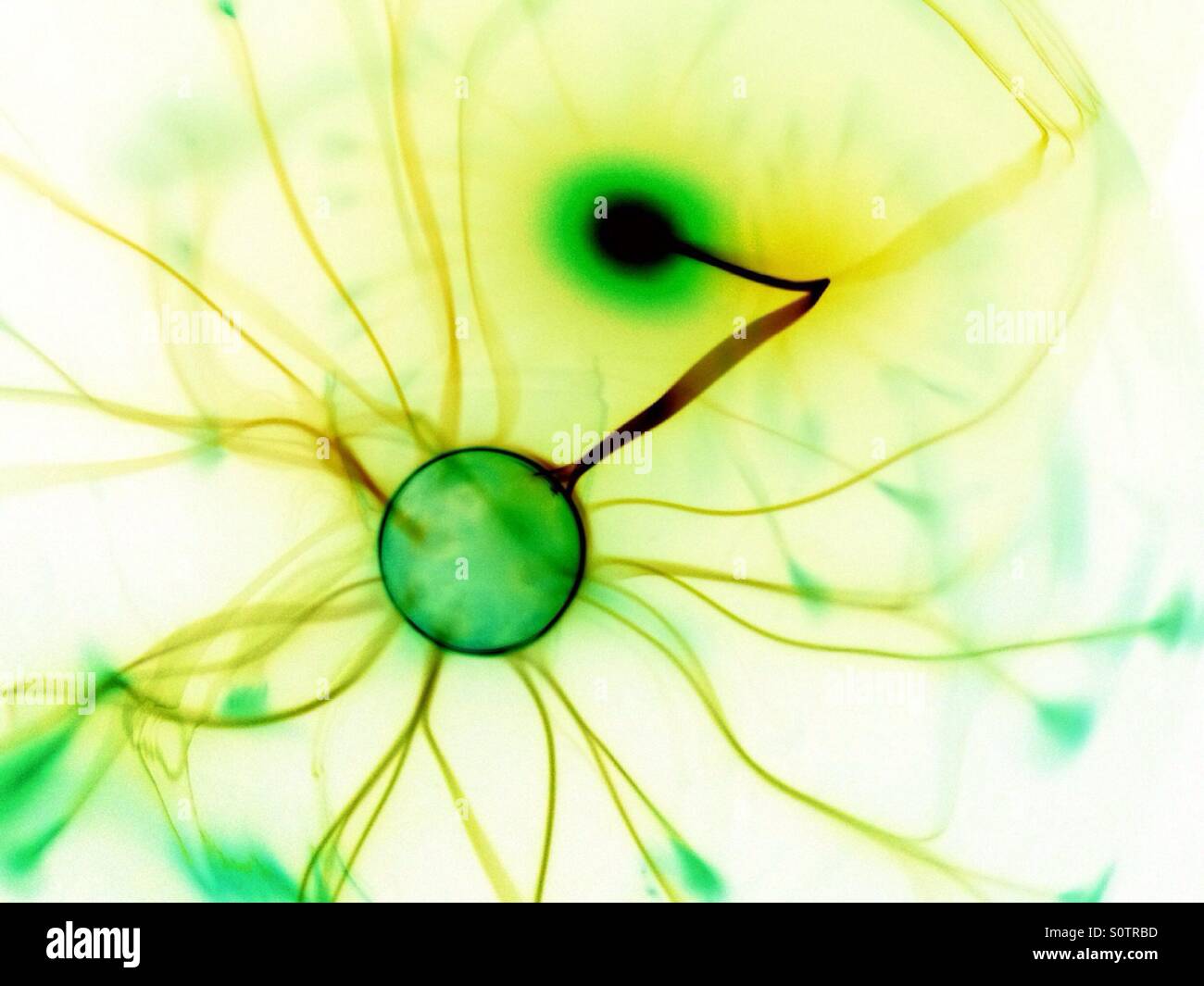 Plasma ball with colours inverted - Smartphone Captured Stock Image