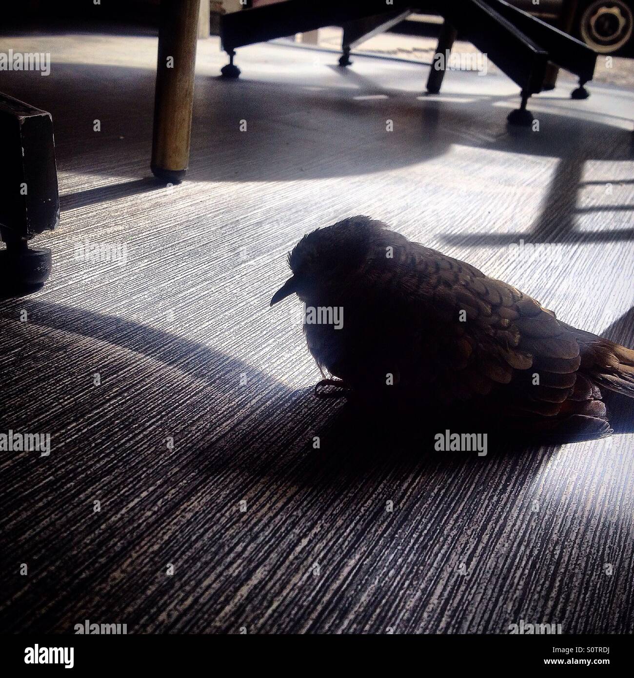 A dove search for food in a coffee shop in Colonia Roma, Mexico City, Mexico Stock Photo